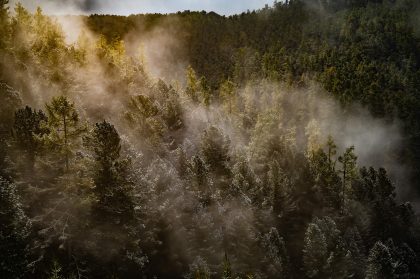 Hill Landscape, Green Trees – Travel Photography Portfolio